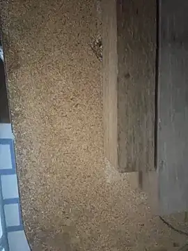 Followthepiper online show from March 29, 2026, 7:43 am