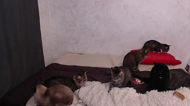 Olivia Winston online show from February 9, 2026, 3:48 am