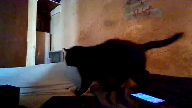 Nightshade7712 online show from March 19, 2026, 9:59 pm