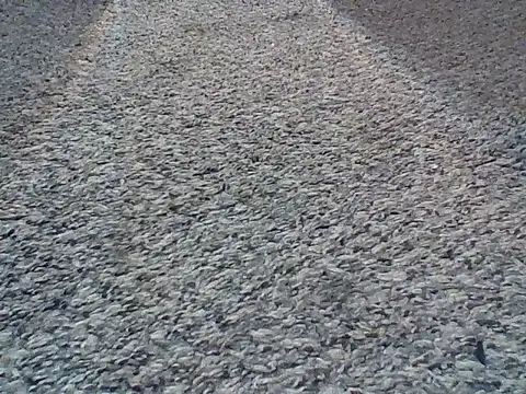 LongDickLance online show from February 24, 2026, 2:01 am