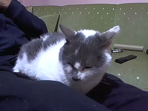 zormen355 online show from April 4, 2026, 7:42 pm