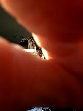 Talenjames4 online show from April 7, 2026, 10:44 pm