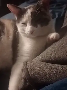 AmazonianMistress online show from February 14, 2025, 2:33 pm