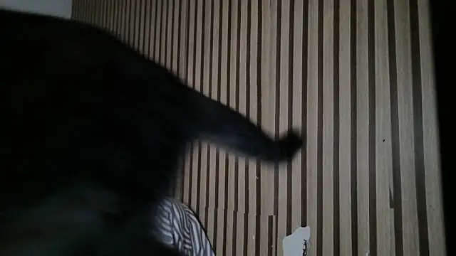 Dedel199 online show from December 23, 2025, 11:09 am