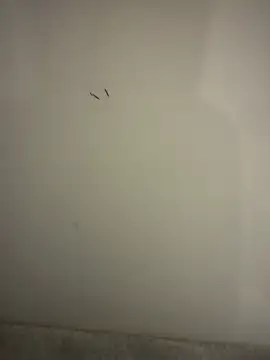 orient zob online show from February 10, 2026, 9:03 pm