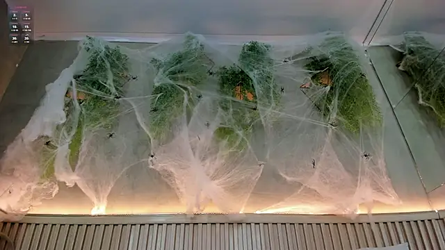 Lana Lann online show from October 20, 2025, 1:44 pm