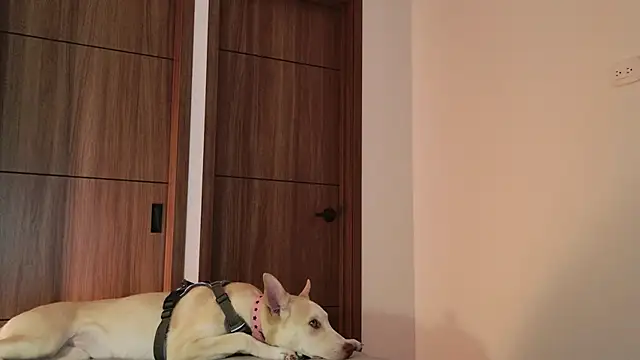 Hot Couple666 online show from September 9, 2025, 1:49 am