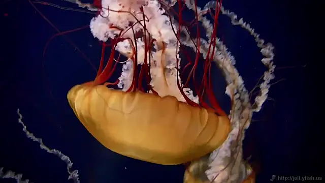 streamy test11 online show from March 24, 2026, 11:10 am