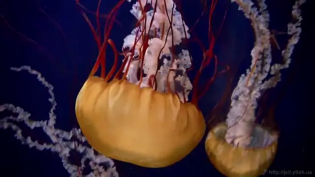 streamy test11 online show from September 10, 2025, 11:31 am