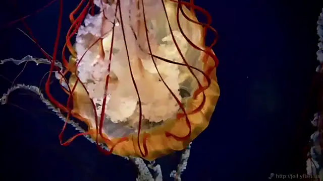 streamy test11 online show from September 23, 2025, 8:21 am