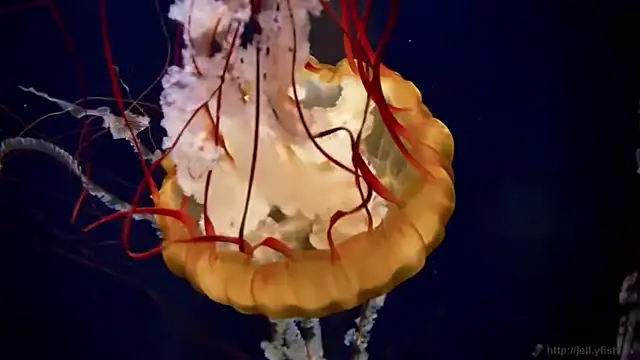 streamy test11 online show from March 30, 2026, 12:50 pm