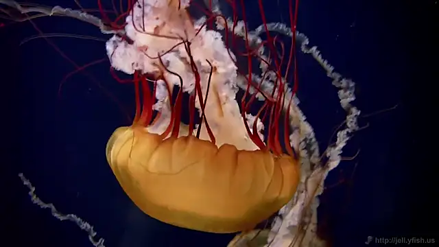 streamy test11 online show from March 27, 2026, 3:24 pm