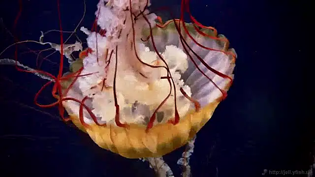 Snapshot of streamy_test12 chatting on December 13, 2024, 8:09 am streamy test12 online show from December 13, 2024, 8:09 am