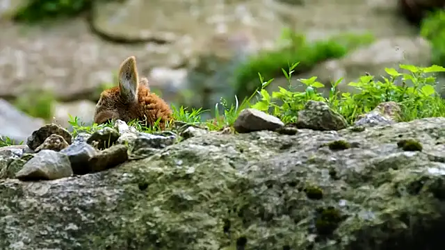 Snapshot of streamy_test12 chatting on March 3, 2025, 8:19 am streamy test12 online show from March 3, 2025, 8:19 am