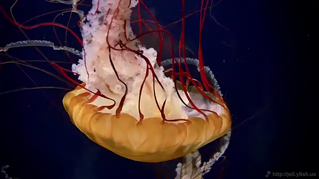 streamy test13 online show from February 26, 2025, 8:17 am