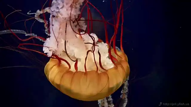 streamy test13 online show from January 17, 2025, 8:13 am