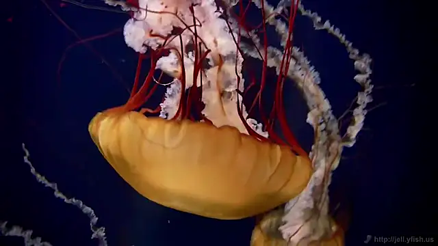 streamy test13 online show from September 9, 2025, 11:52 am