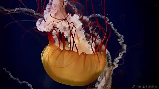 streamy test13 online show from February 24, 2025, 8:17 am