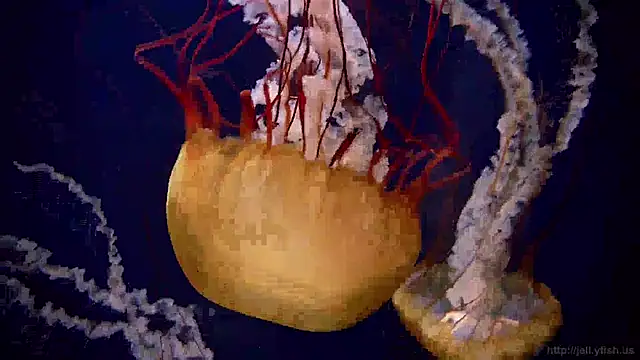 streamy test13 online show from January 21, 2025, 8:19 am