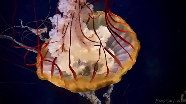 streamy test13 online show from October 15, 2025, 3:20 pm