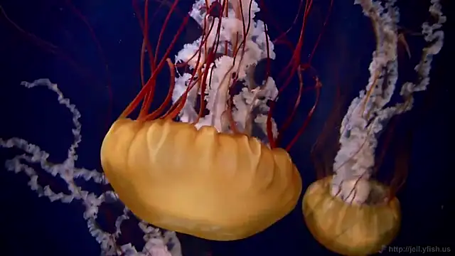 streamy test13 online show from March 5, 2025, 8:32 am