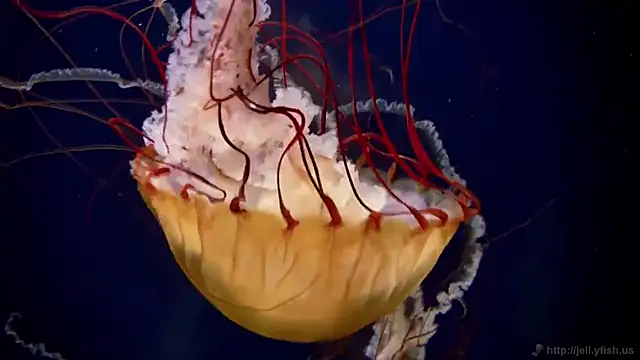 streamy test13 online show from March 20, 2025, 8:31 am