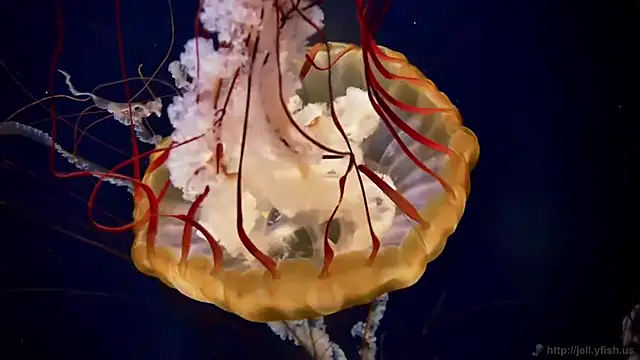 streamy test13 online show from September 23, 2025, 9:05 am