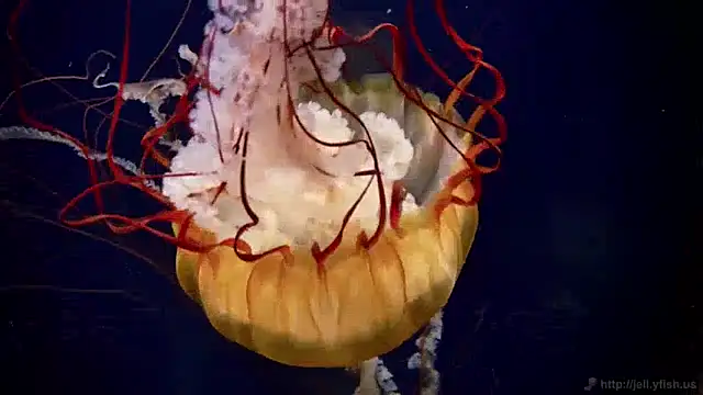 streamy test13 online show from December 17, 2024, 8:12 am