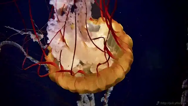 streamy test13 online show from December 10, 2024, 8:19 am