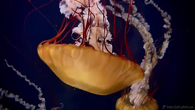 streamy test15 online show from September 15, 2025, 11:10 am