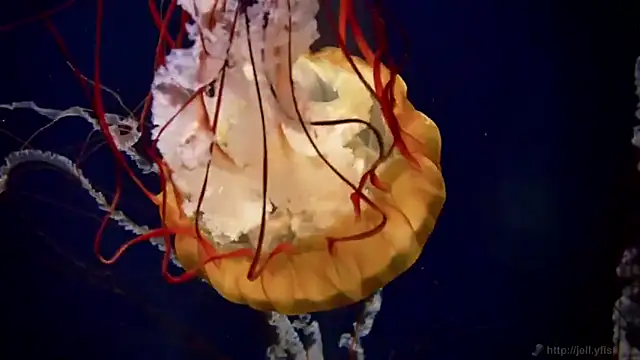 streamy test15 online show from March 21, 2025, 8:17 am