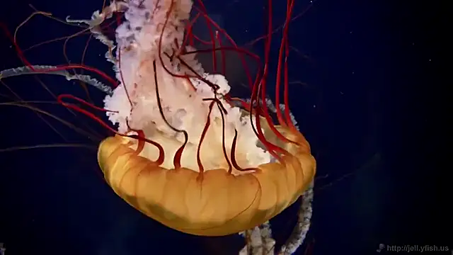 streamy test15 online show from March 14, 2025, 8:10 am