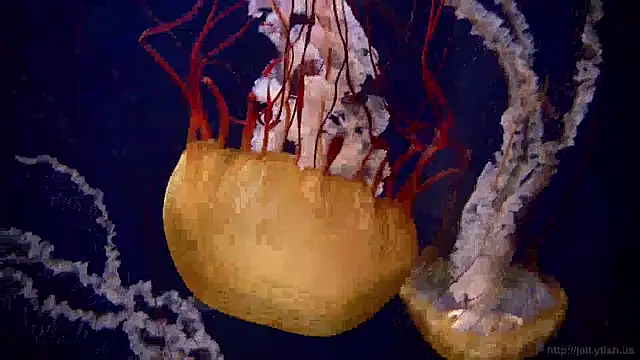 streamy test15 online show from December 20, 2024, 1:11 pm