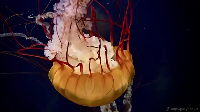 streamy test15 online show from November 6, 2025, 2:54 pm