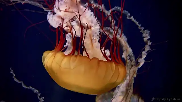 streamy test15 online show from November 4, 2025, 11:47 am