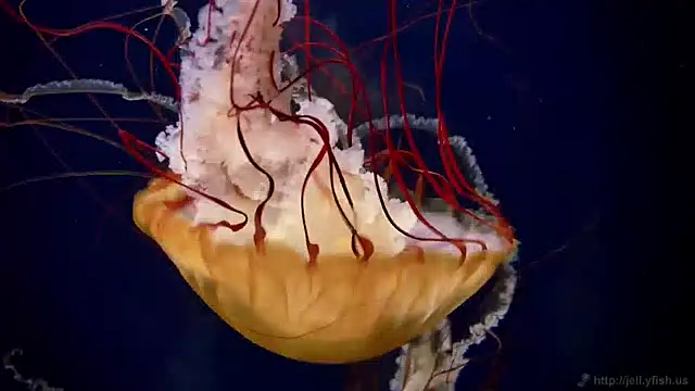 streamy test15 online show from December 13, 2024, 8:09 am