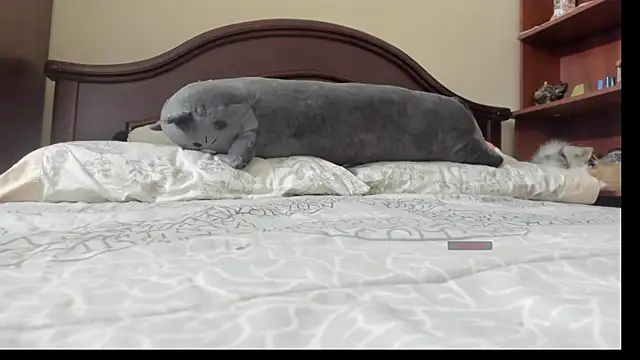 linnie  online show from February 2, 2026, 2:32 am