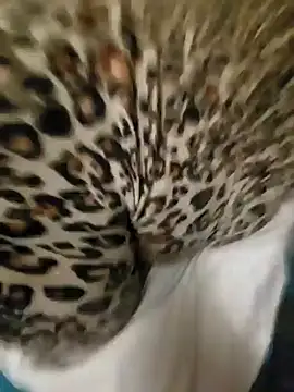 Cameltoekilla online show from January 17, 2025, 2:08 am