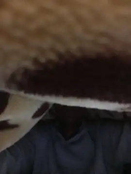 Snapshot of WrongedParvo chatting on November 23, 2025, 11:48 pm WrongedParvo online show from November 23, 2025, 11:48 pm