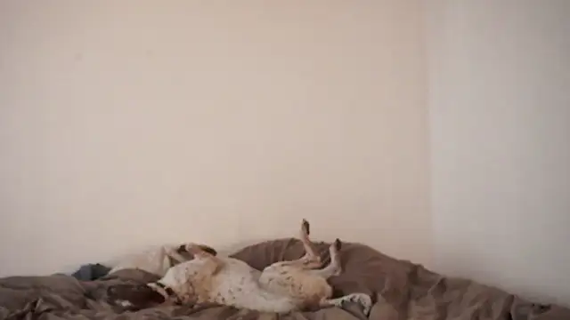 Stephany talks online show from March 19, 2025, 11:57 pm