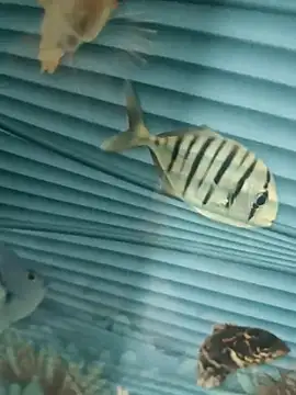 Mr joh online show from November 7, 2025, 5:56 am