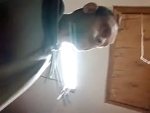 Buffshagswell online show from November 14, 2025, 4:49 am