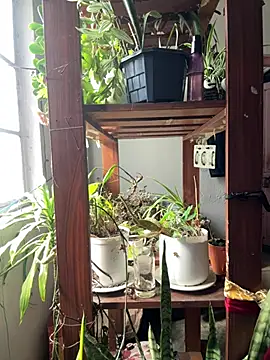 Snapshot of alburt_1996 chatting on April 4, 2026, 3:46 am alburt 1996 online show from April 4, 2026, 3:46 am