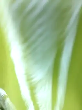MaaliiiPonuTamil online show from June 24, 2026, 4:49 pm