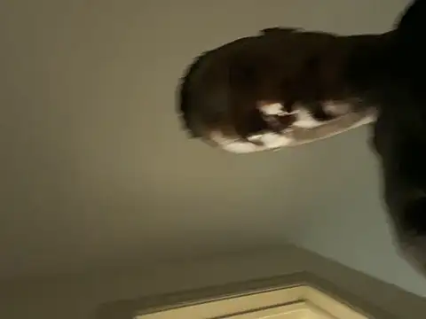 Backshort11 online show from February 5, 2026, 1:01 am