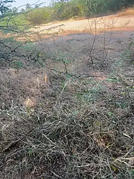 tamil000000 online show from March 9, 2025, 11:03 am