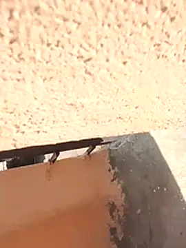 PracticalGum40 online show from February 12, 2026, 6:13 am