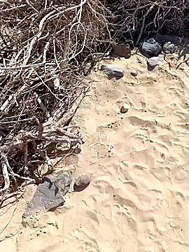 MountJohnXL online show from February 20, 2025, 2:46 pm