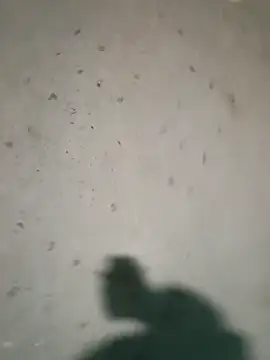 Raj41 online show from January 9, 2026, 4:25 pm