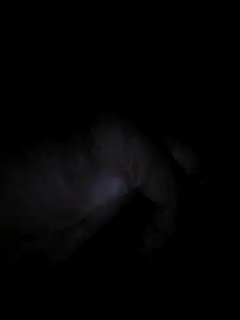 bong crave online show from November 2, 2025, 6:35 pm